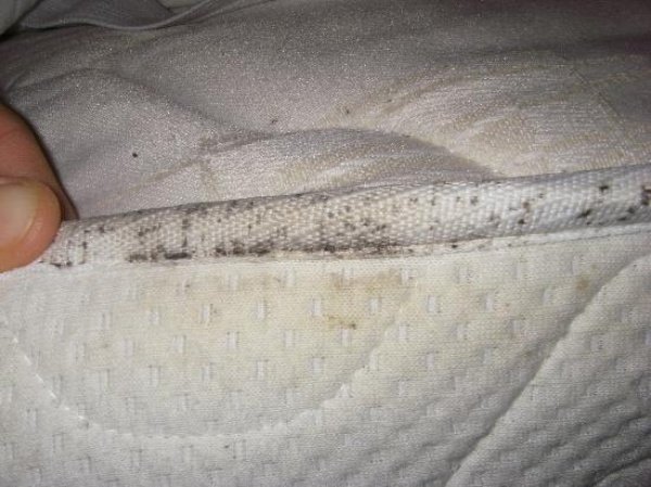 bed bug bites on mattress