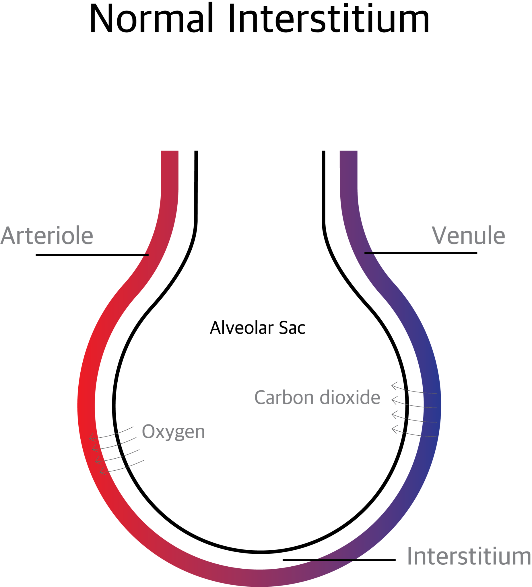 Pulmonary Interstitium And Interstitial Lung Disease Holistic Doctor 