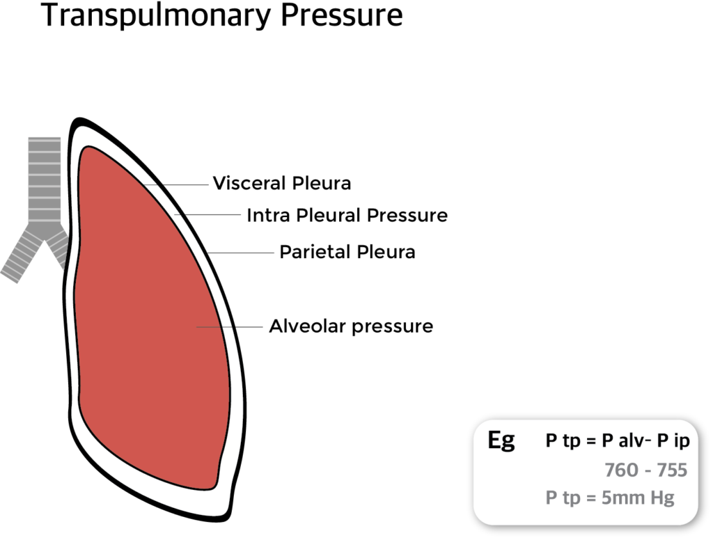 Transpulmonary Pressure diagram
